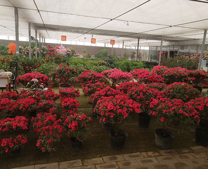 花卉溫室大棚