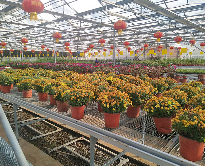 花卉溫室大棚