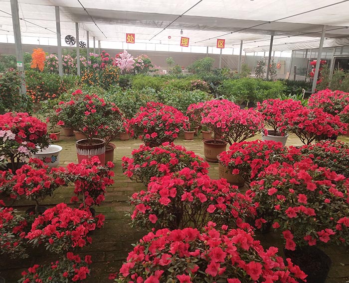 花卉溫室大棚