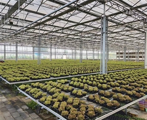 花卉溫室大棚