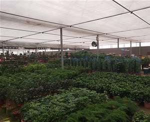 花卉溫室大棚