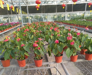 花卉溫室大棚